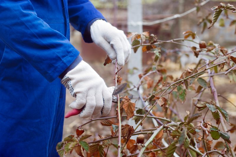 Azalea Pruning in Honolulu, HI