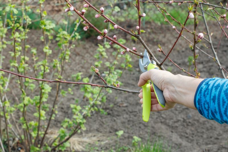 Bradford Pear Tree Pruning in Pottstown, PA