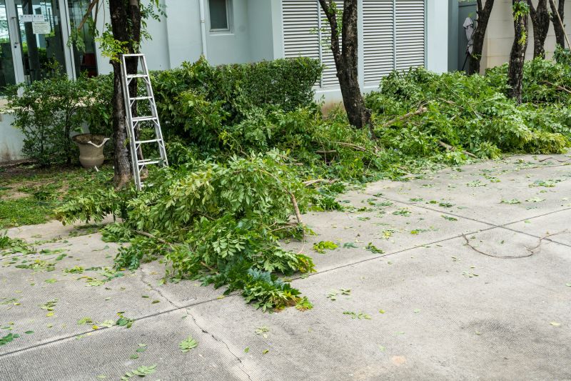 Cherry Tree Removal in San Jose, CA