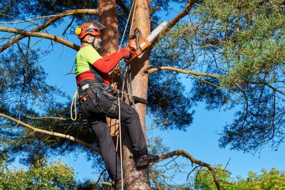 Commercial Tree Trimming in Littleton, CO