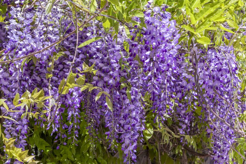 Forsythia Pruning in Rockwall, TX
