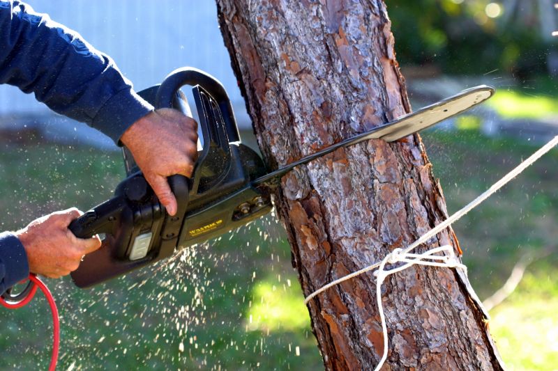 Hickory Tree Removal in Doylestown, PA