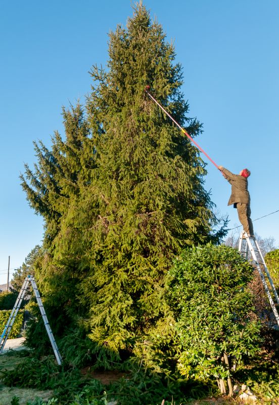 Hickory Tree Trimming in Pottstown, PA