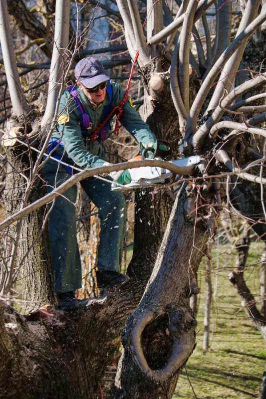 Magnolia Tree Pruning in Pottstown, PA