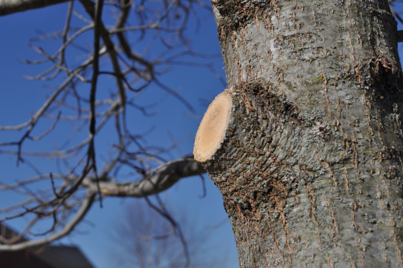 Magnolia Tree Pruning in Pottstown, PA