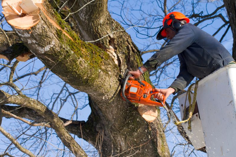 Mimosa Tree Removal in Doylestown, PA