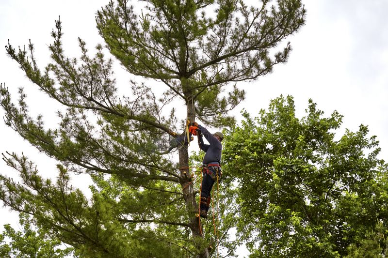 Palm Tree Removal in San Jose, CA