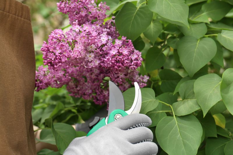 Rhododendron Pruning in Aiken, SC