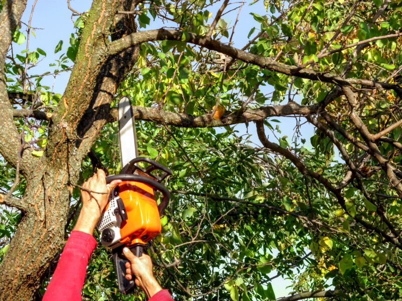 Tree Branch Cutting in San Jose, CA
